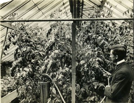 N.J. Giddings, bacteriologist, spraying plants in Agricultural Experiment Station greenhouse
