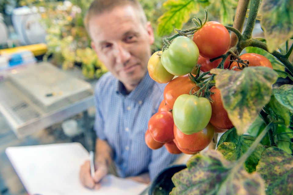 A WVU professor examining tomatoes on a vine 
